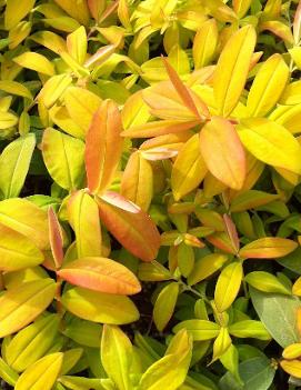 Hypericum calycinum 'Brigadoon'