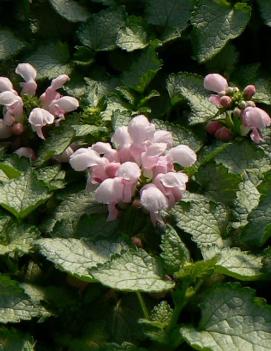 Lamium maculatum 'Pink Pewter'