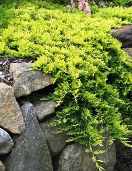 Juniperus horizontalis 'Mother Lode' (PP5948)