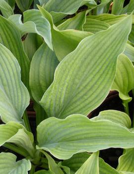 Hosta 'Queen of the Seas'