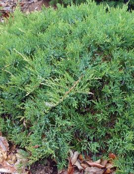 Juniperus sabina 'Broadmoor'