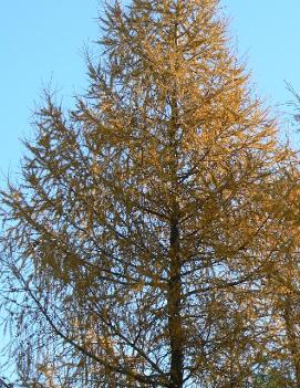 Larix laricina