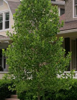 Liriodendron tulipifera 'Little Volunteer' (PP19581)