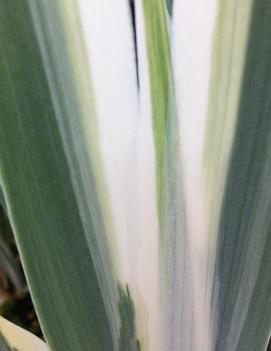 Iris pallida 'Argentea Variegata'