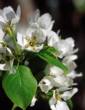 Pyrus ussuriensis Mountain Frost® ('Bailfrost')