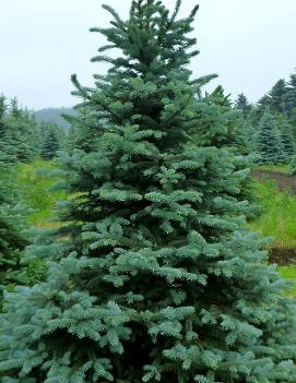 Picea pungens 'Kaibab'