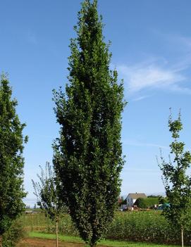 Quercus robur x alba Skinny Genes® ('JFS-KW2QX') (PP24442)