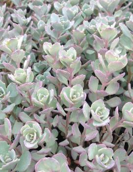 Sedum cauticola 'Lidakense'