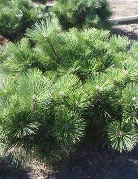 Pinus thunbergii 'Banshosho'