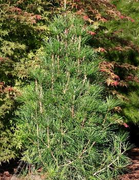 Sciadopitys verticillata 'Wintergreen'