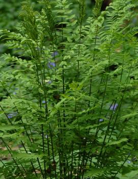 Osmunda regalis