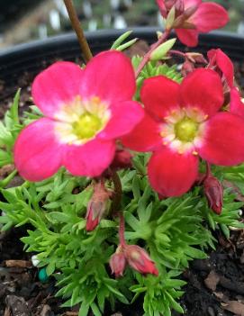 Saxifraga x 'Triumph'