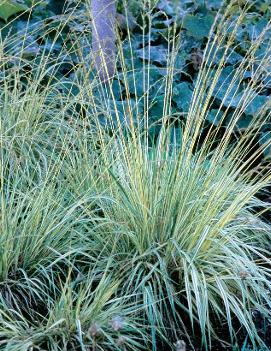 Molinia caerulea 'Variegata'