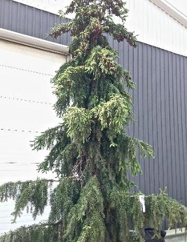 Picea omorika 'Pendula'