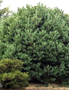 Pinus sylvestris 'Glauca Nana'