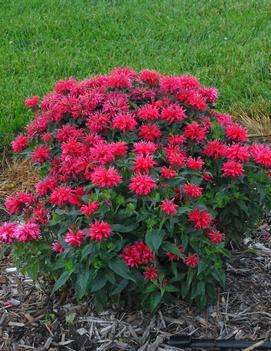 Monarda didyma 'Cherry Pops' (PPAF)