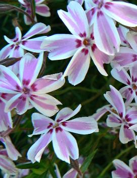 Phlox subulata Candy Stripe ('Tamaongalei')