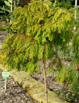 Metasequoia glyptostroboides 'Matthaei Broom'