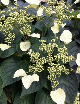 Schizophragma hydrangeoides 'Moonlight'