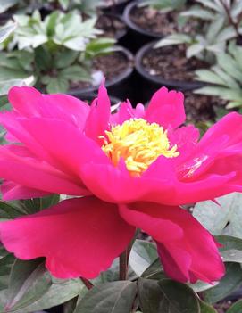 Paeonia Patio 'Moscow'