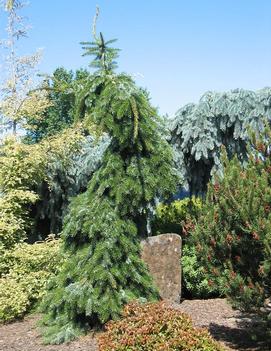 Picea omorika 'Pendula Bruns'