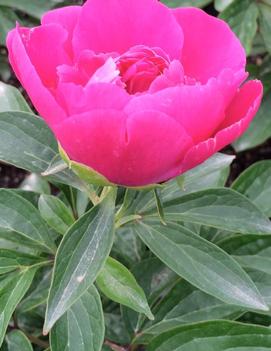 Paeonia Patio 'Athens'