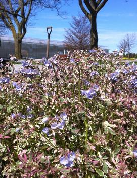 Polemonium reptans 'Stairway to Heaven' (PP15187)