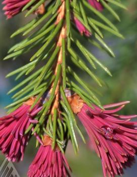 Picea abies 'Rubra Spicata'