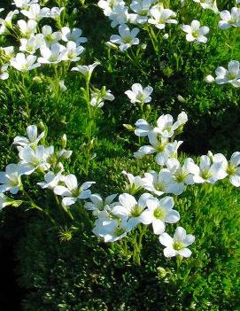 Saxifraga x 'White Pixie'