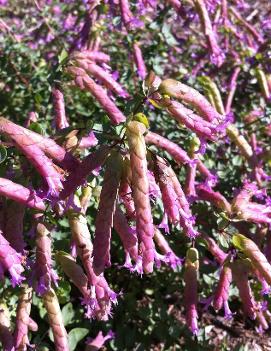 Origanum x 'Bristol Cross'