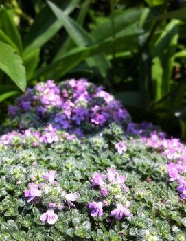 Thymus praecox 'Elfin'