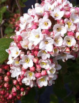 Viburnum x carlcephalum