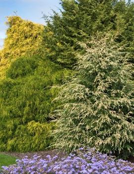 Tsuga canadensis 'Summer Snow'