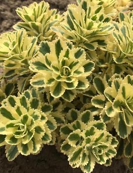 Sedum takesimense Atlantis® ('Nonsitnal') (PP27454)