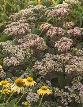 Sedum telephium 'Matrona'