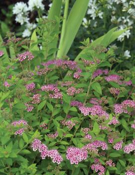 Spiraea japonica 'Little Princess'