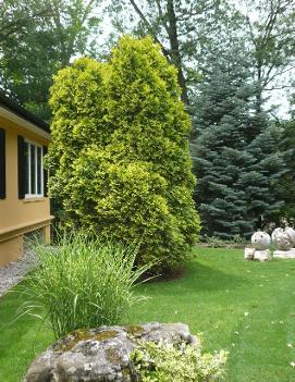 Thuja occidentalis 'George Peabody'