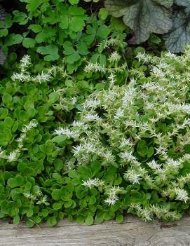 Sedum ternatum 'Larinem Park'