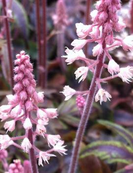 Tiarella x 'Candy Striper' (PP15528)