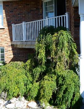 Tsuga canadensis 'Pendula'