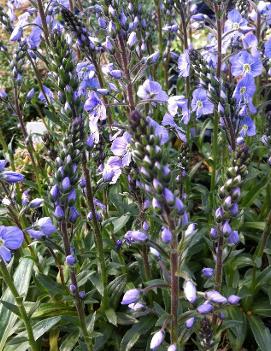 Veronica gentianoides