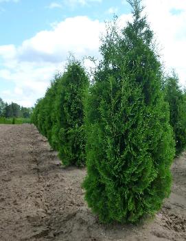 Thuja occidentalis 'Fastigiata'