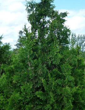 Thuja occidentalis 'Spiralis'