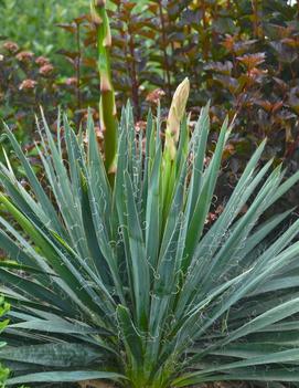 Yucca filamentosa 'Excalibur'