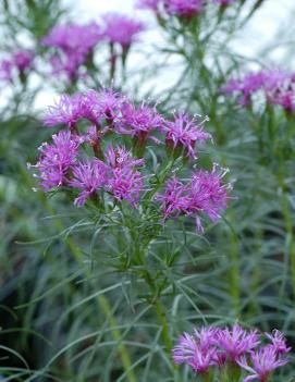 Vernonia lettermannii 'Iron Butterfly'