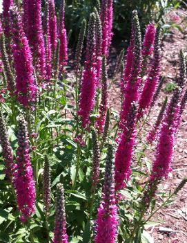 Veronica spicata Red Fox ('Rotfuchs')