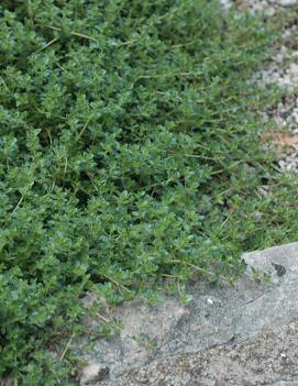 Thymus serpyllum 'Pink Chintz'