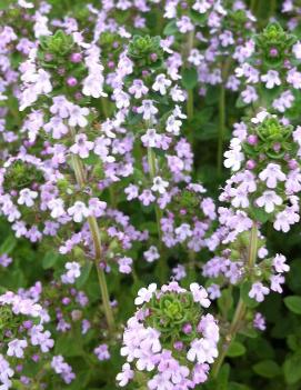 Thymus x citriodorus