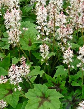 Tiarella x 'Sugar and Spice' (PP16738, COPF)