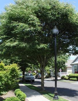 Zelkova serrata 'Green Vase' (PP5080)